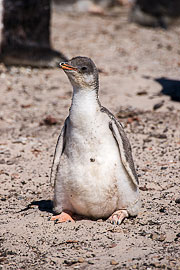 Picture 'Ant1_1_00359 Chick, Gentoo Penguin, Penguin, Pygoscelis Papua, Antarctica and sub-Antarctic islands, Falkland Islands, Saunders Island'